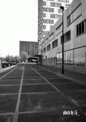 the whales -amsterdam